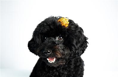 《无主之地4》RTX 5090测试 4K最高画质不到50帧